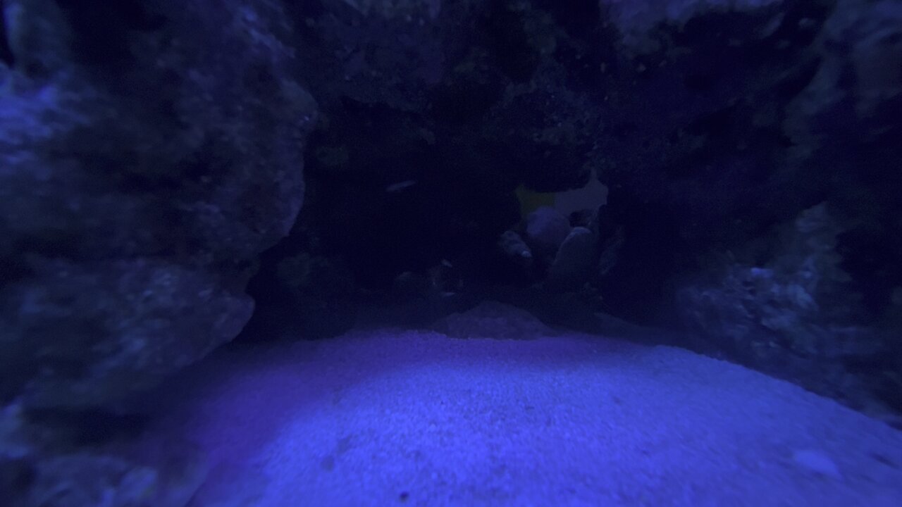 Peppermint Shrimp Part 2