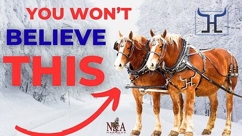 Unbelievable Belgian Draft Hores Team… You Won’t Believe This !!