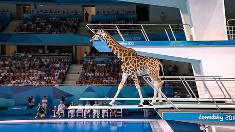 Which Animal Wins the Gold Medal? | Animal Olympics