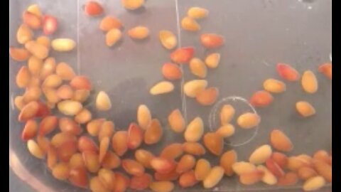 Collecting berry seeds tip