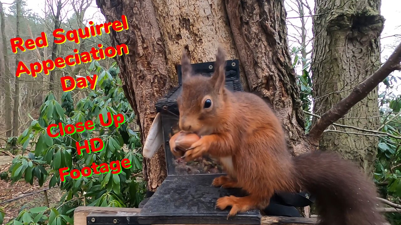 Red Squirrel Appreciation Day
