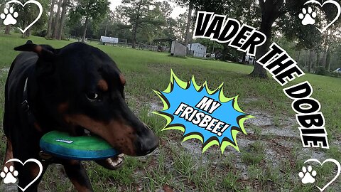 Doberman Disc Duel — Is the Frisbee the New Favorite?