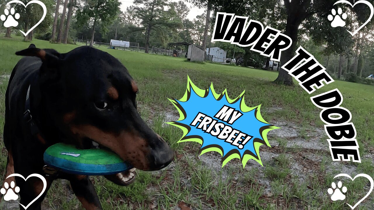 Doberman Disc Duel — Is the Frisbee the New Favorite?