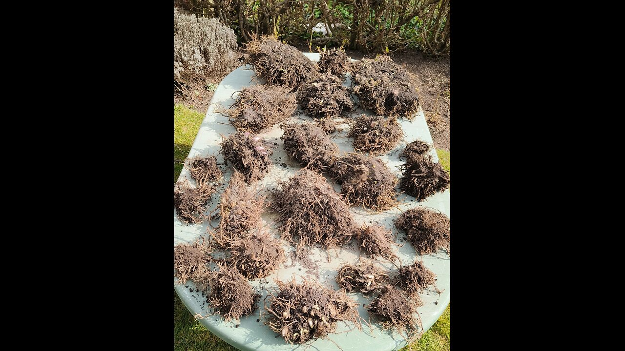 How To Divide Hostas Easily