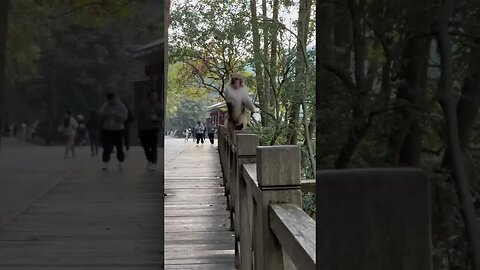 Blink big male monkey monkey
