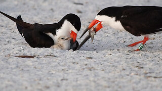 Black Skimmer Hatching - Day 10, Part 7 | Evening Charm in the Colony