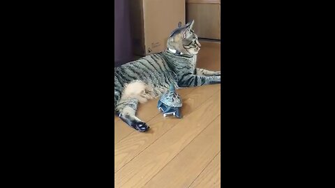 cat