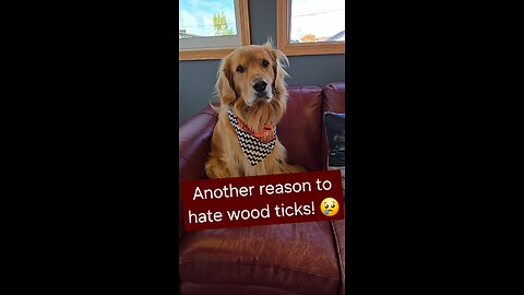 Another reason to hate wood ticks! 😢