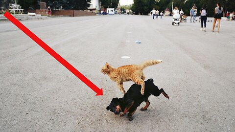 Pet's Doing Their Job! Making Us Laugh!!🤣 TikTok's Form All Over The World!!!