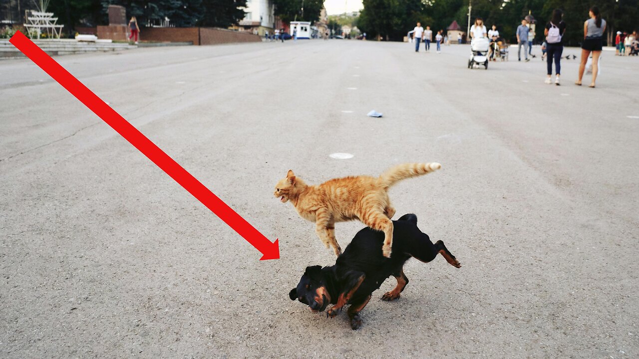 Pet's Doing Their Job! Making Us Laugh!!🤣 TikTok's Form All Over The World!!!