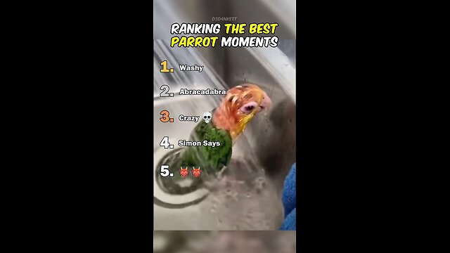 Ranking The Best Parrot Moments
