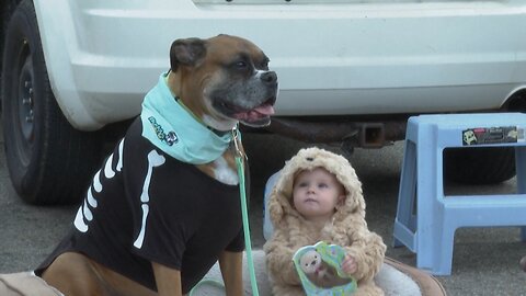 ¡Perros disfrazados conquistan Míchigan!