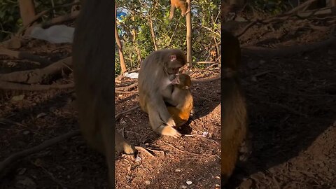 drink together hahaha monkey