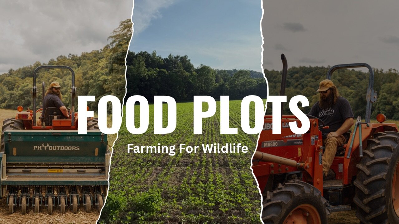 Summer Food Plots That Attract GIANT Bucks