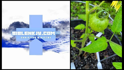 BIBLENKJV.COM™ 🛐 MID JUNE GARDEN UPDATE 2025 #GARDEN