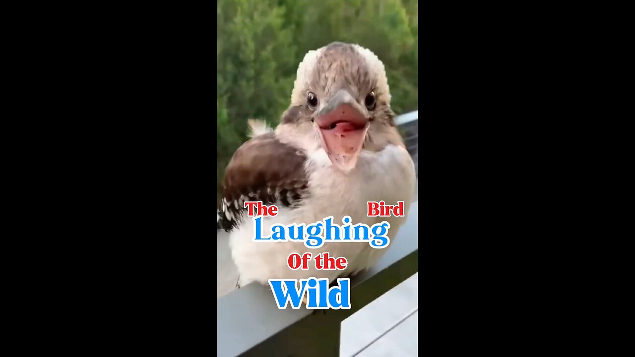 Cute Laughing birds