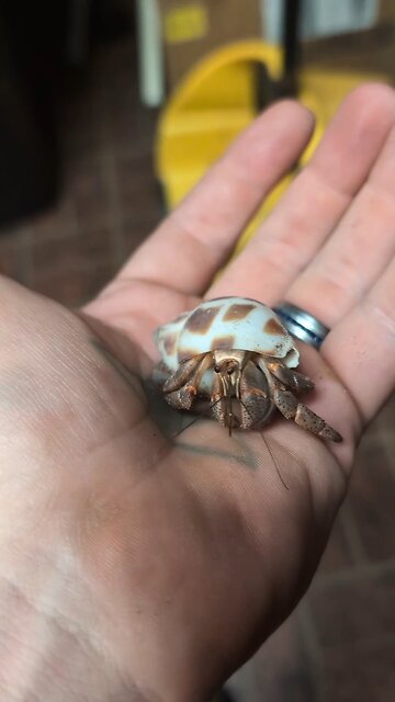 Hermit Crab friend hanging out