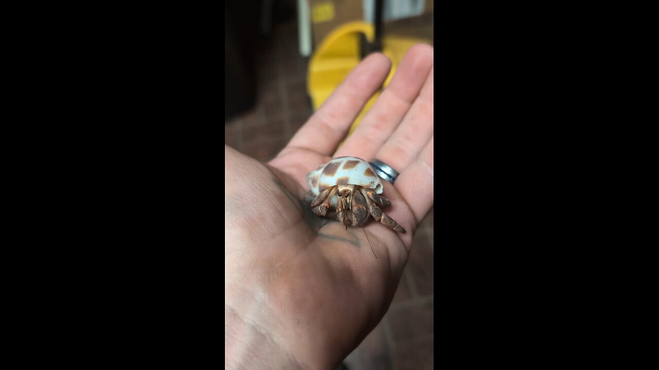 Hermit Crab friend hanging out