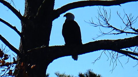 Bald Eagle