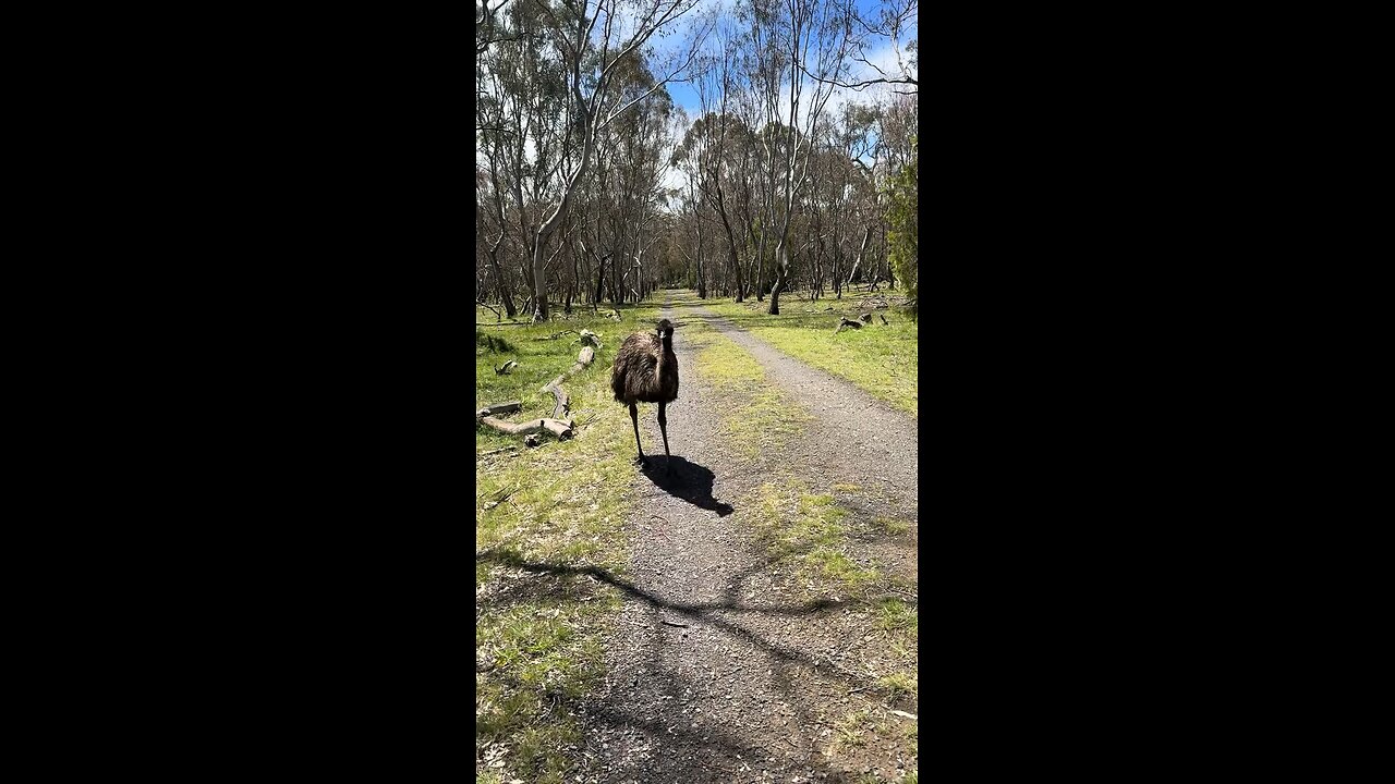 Emu bird