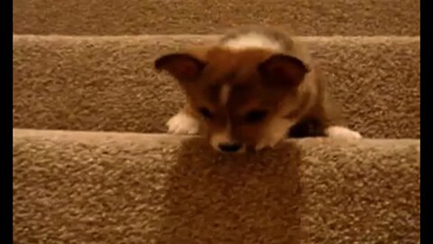 Dogs vs stairs - Cute dog compilation
