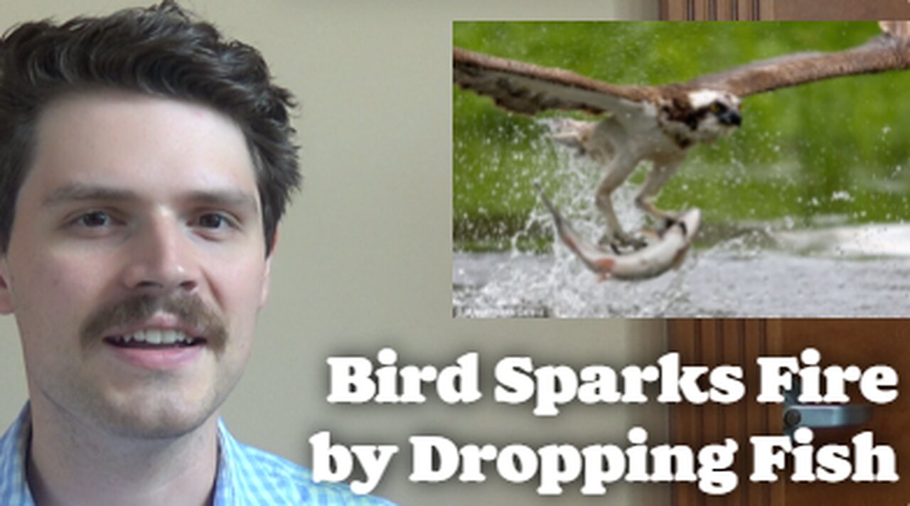 Bird Sparks Fire By Dropping Fish