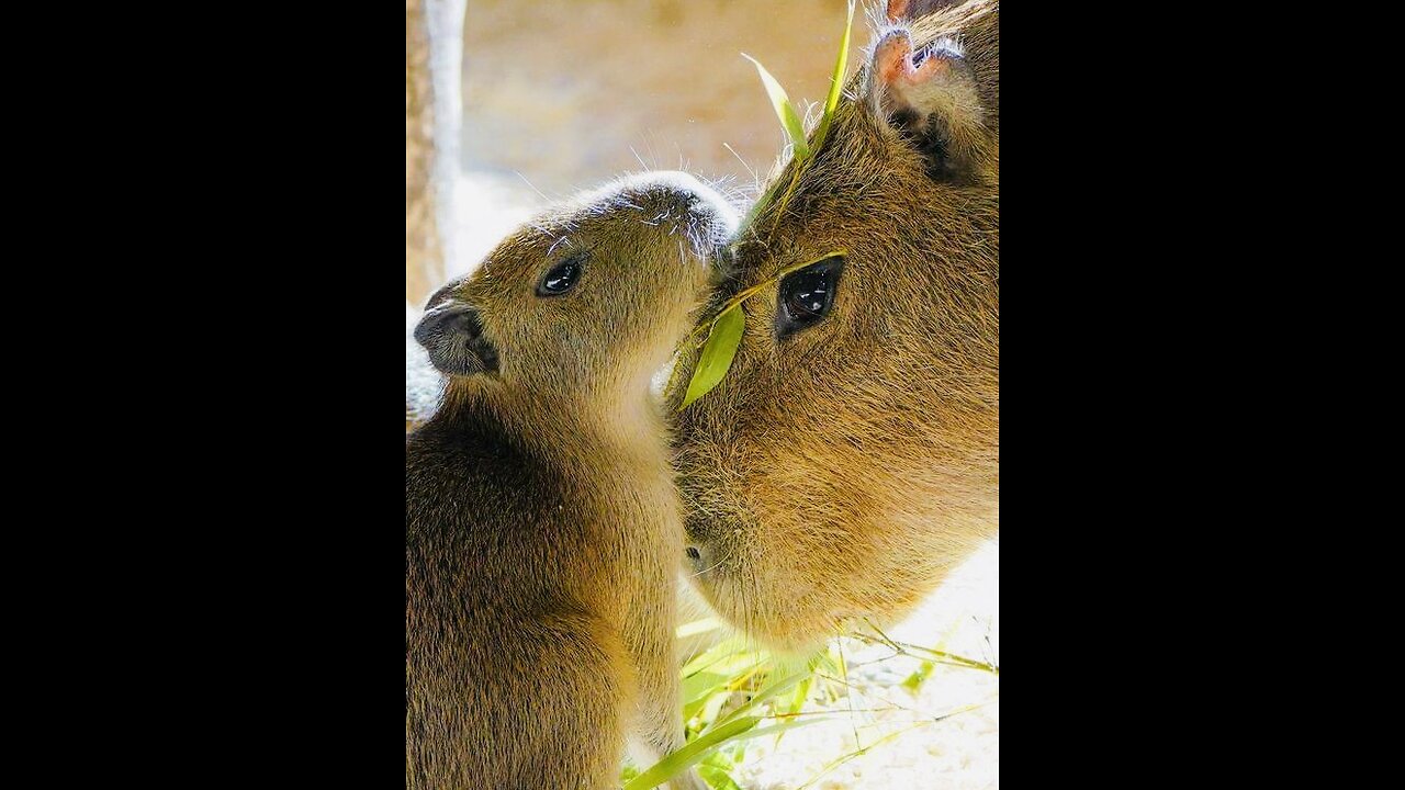 Capybara 🦫 what a calm and friendly animal