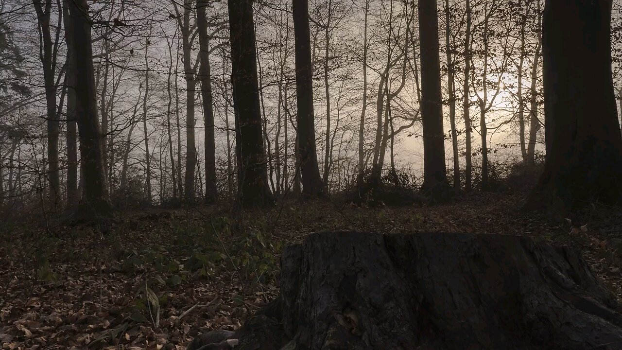 Video Of A Tree Stump