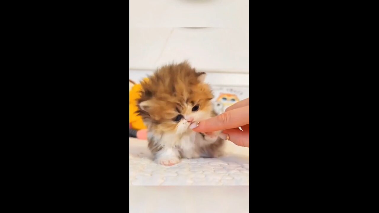 cute cat dance
