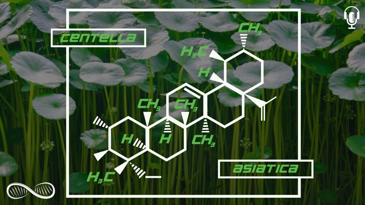 Gotu Kola: The Adaptogenic Bacopa Cofactor for Spiritual Enlightenment