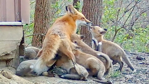 Fox Kits Following Their Mom to Nurse