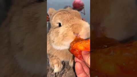The little rabbit eats sweet and sticky persimmons. Cute pet debut plan. Rabbit. Pastoral cute p