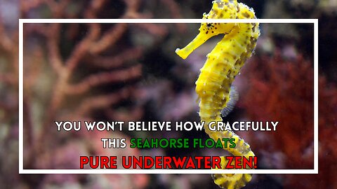 Caught on Camera: You Won’t Believe How Gracefully This Seahorse Floats—Pure Underwater Zen!