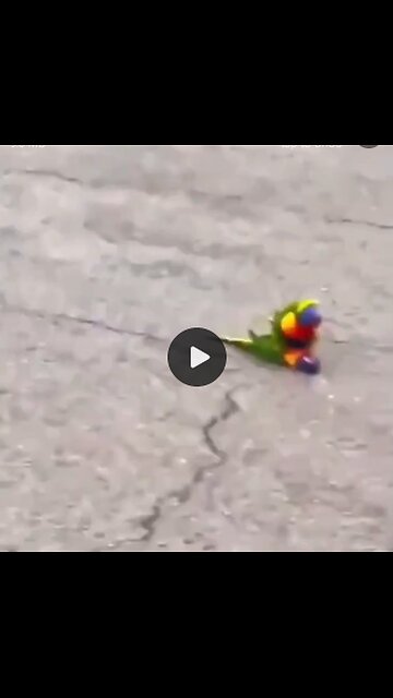 Mal eine schöne Abwechslung ... 🦜