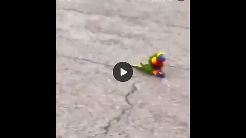 Mal eine schöne Abwechslung ... 🦜