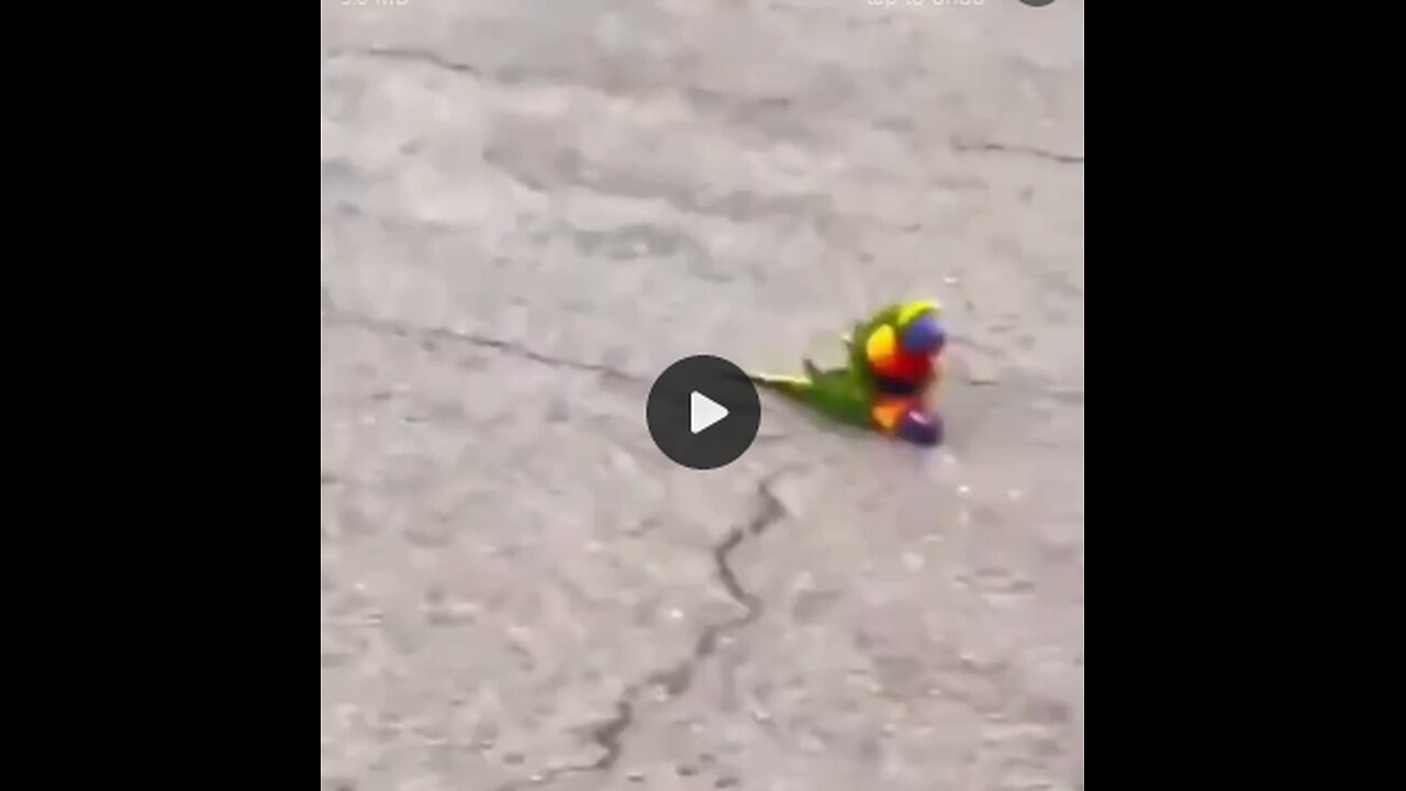 Mal eine schöne Abwechslung ... 🦜