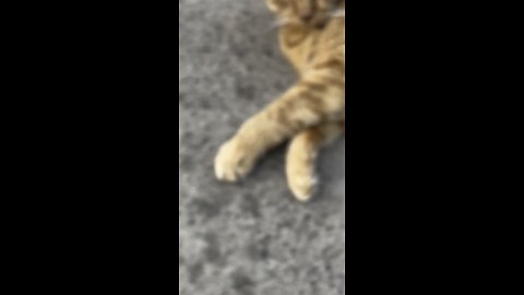 Cat in nature.