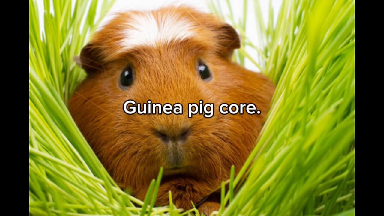 Guinea pig core.🐹😍