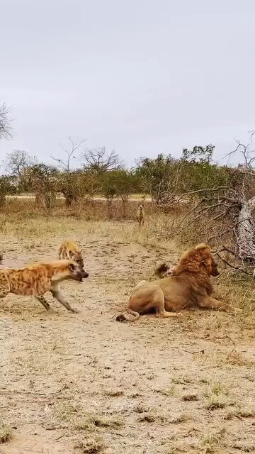 Lion 🦁 Vs Haina Fight #ViralMoments #funnyanimals #petlove #animalkingdom