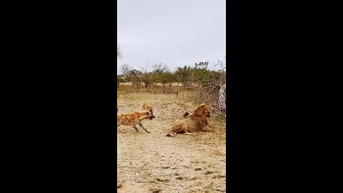 Lion 🦁 Vs Haina Fight #ViralMoments #funnyanimals #petlove #animalkingdom