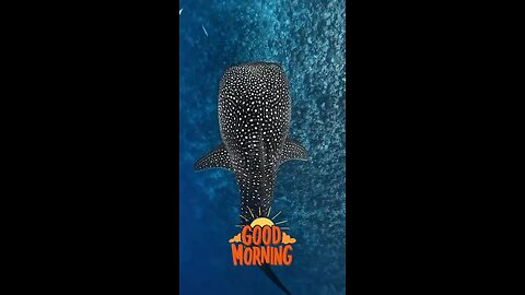 A Whale Shark looking all majestic as he swims by