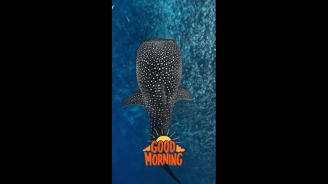 A Whale Shark looking all majestic as he swims by
