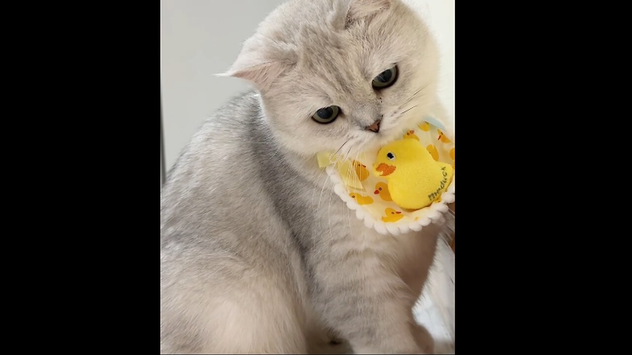 "Aww! These Animals Will Instantly Make Your Day Better! 💖🐾
