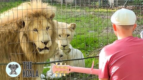 Animals Start "Singing" Back When This Singer Performs | The Koala