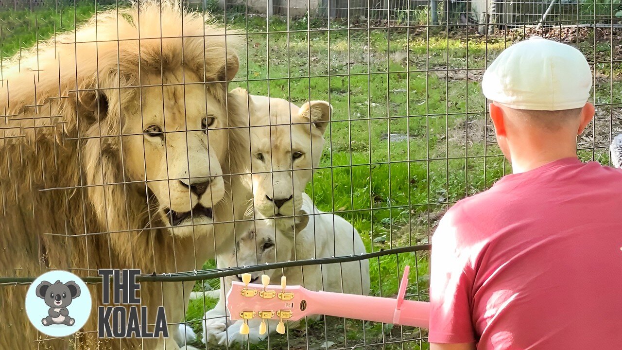 Animals Start "Singing" Back When This Singer Performs | The Koala