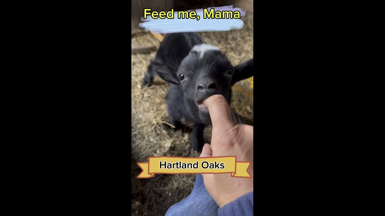 Finn, the cute baby goat is so hungry. Could there be anything cuter?