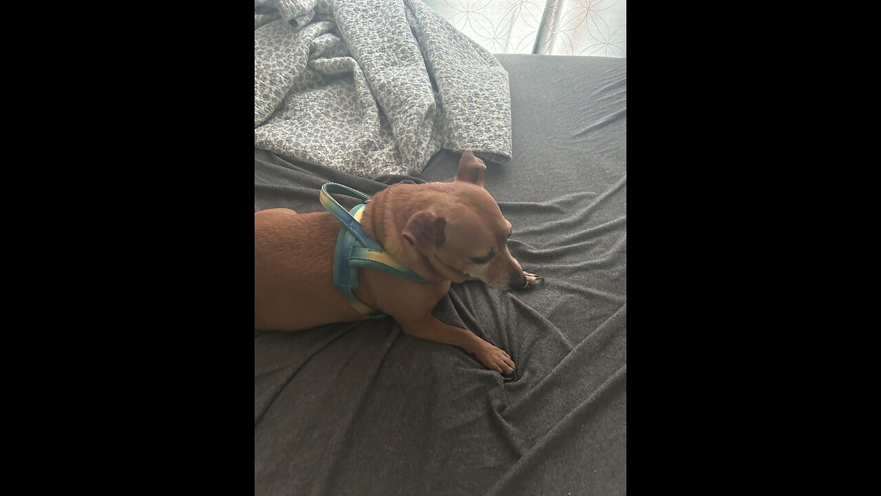 What is a dog?