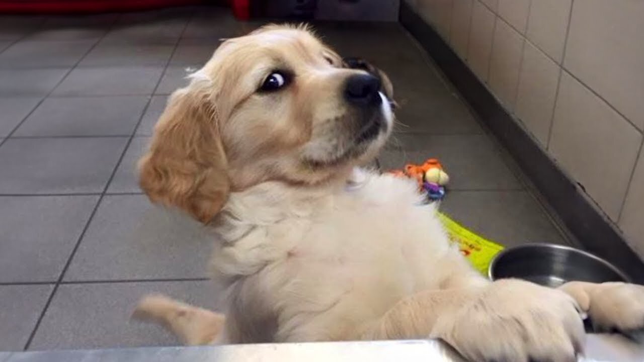 LAUGH OUT LOUD at These HILARIOUS Dogs!