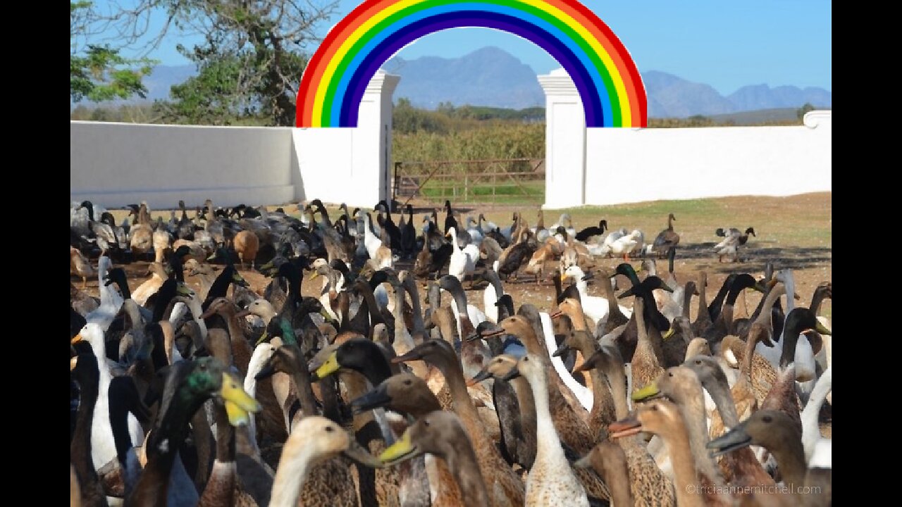 Rainbows Ago Ducks Swished to Help But Could Do Nothing But Hope