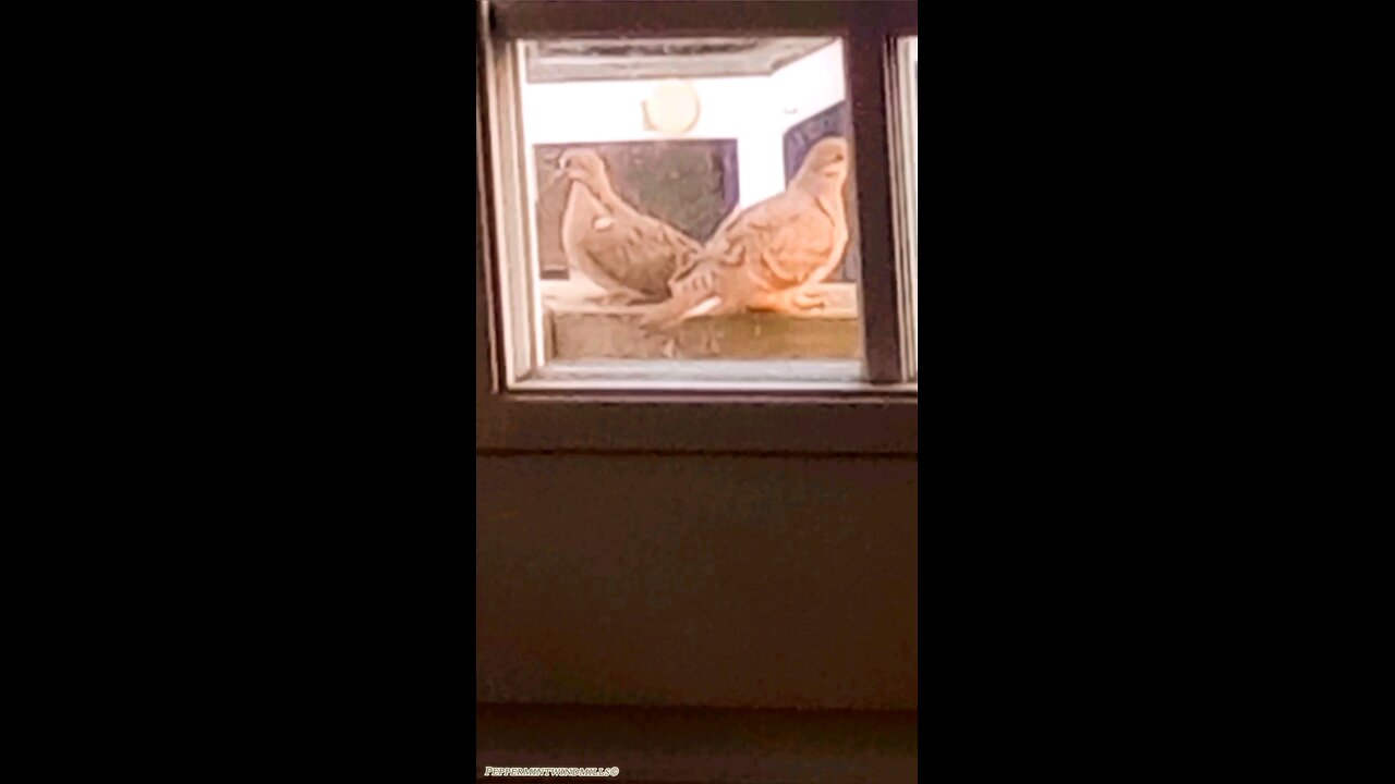 🅑🅐🅑🅨 🅜🅞🅤🅡🅝🅘🅝🅖 🅓🅞🅥🅔🅢 🕊️